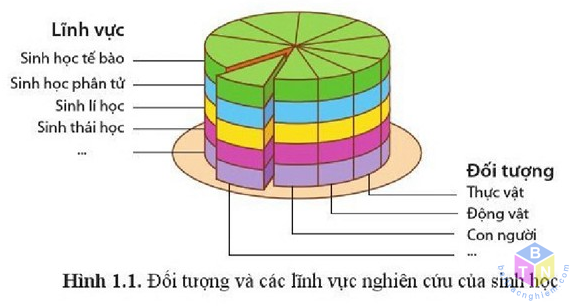 doi tuong nghien cuu sinh hoc